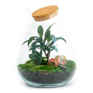 urbanjngl Terrarium végétal - Teddy - Ecosystème végétal -↑26.5 cm - Jardin en Bouteille - Bricolage - Kit de Bricolage - Ensemble Complet de Terrarium - Mini écosystème avec Plantes en Bouteille (Boutique de plantes, neuf)