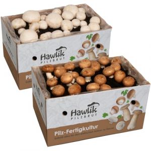 Hawlik Pilzbrut - Lot de 2 cultures de champignon de Paris - Facile à faire pousser des champignons -Kit champignons - Champignons de Paris blancs et bruns (Pilzbrut, neuf)