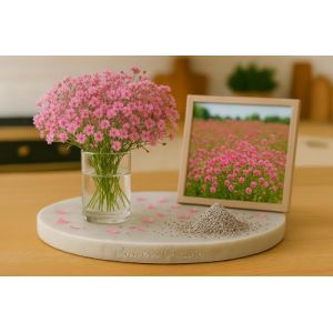 250 Graine de Gypsophila elegans ROSE &ndash; Baby&rsquo;s Breath - Frais ou s&eacute;ch&eacute; - Fleur Rose Jardin - 393. (✅Abrakado✅, neuf)