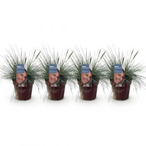 GreenboutiQ - Graminées Ornementales - Festuca glauca Intense Blue - Bleu - 2 Plantes - Persistantes - Peu d'Entretien - Pot de 17 cm Hauteur 50 cm (Green boutiQ, neuf)