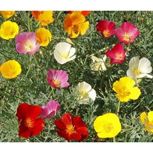 1000 + PAVOT DE CALIFORNIE MIX natif de fleurs sauvages Graines Blanc Orange Rose Rouge Jaune (✅Abrakado✅, neuf)