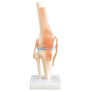 Squelette d'anatomie Mod&egrave;le Articulation du Genou Mod&egrave;le d'enseignement Grandeur Nature Mod&egrave;le Corporel Anatomique du Genou avec une Articulation Mobile MedMod (Lagento GmbH (alle Preise inkl. 19% MwSt), neuf)