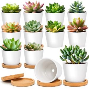 T4U Pot de Fleur Interieur Blanc Rond avec Soucoupe, Cache Pot ceramique pour Cactus, Lot de 12, pour Usage d&eacute;di&eacute; aux Amateurs de Plantes, d&eacute;coration Bureau, &eacute;tag&egrave;re et Rebord de fen&ecirc;tre (Mucihome-europe, neuf)