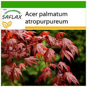 SAFLAX - Erable du Japon pourpre - 20 graines - Avec substrat - Acer palmatum atropurpureum (SAFLAX, neuf)