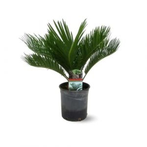 Attitude Jardin - Cycas revoluta - palmier - 50-60 cm - ⌀ 15 cm - plante d'extérieur (Attitude Jardin & Pépinière la Bayorre, neuf)