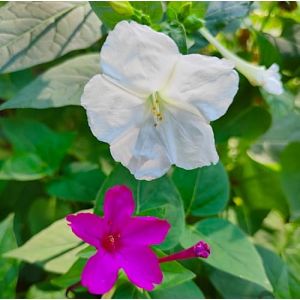 PlantiCo Datura Graines annuelles 1g Graines de fleurs Jardin d'int&eacute;rieur Fleurs Mirabilis Jalapa Fleurs parfum&eacute;es (RajOgrodnika, neuf)