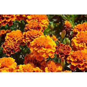Graines &OElig;illet d'inde double nain vari&eacute; - sachet de 150 graines - Tagetes/patula/Asteraceae - Graines de style (Graines de Style, neuf)