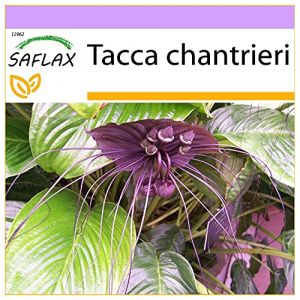 SAFLAX - Fleur chauve-souris - 10 graines - Tacca chantrieri (SAFLAX, neuf)