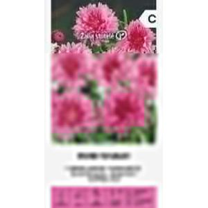 Zalia stotele | BLEUET - TEINTE ROSE des Graines | Graines de Fleurs | Graines de Plantes | Graines de Jardin | 1 Paquet (Seeds store, neuf)