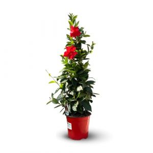 Attitude Jardin - Dipladenia pyramide - Mandevilla - plante fleurie - 70-80 cm - ⌀ 17 cm - plante d'extérieur - fleur rouge (Attitude Jardin & Pépinière la Bayorre, neuf)
