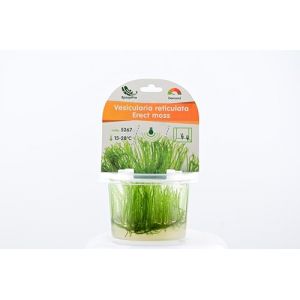 AquaBreedingSkill Erect Moss Vesicularia reticulata in vitro &ndash; plante aquarium vivante, mousse d&rsquo;aquarium sans parasites, id&eacute;ale aquascaping et nano aquarium (AquaBreedingSkill, neuf)