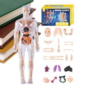 Hozaenwa Mod&egrave;le Anatomique Corps Humain 3D Enfant - Mod&egrave;le de Squelette Humain Jouet &Eacute;ducatif - Kit Assemblage Anatomique pour Enseignants &Eacute;l&egrave;ves Gar&ccedil;ons &Eacute;cole (piganwa, neuf)