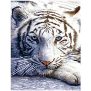 Peinture diamant tableau tigre blanc 40x50cm square diamond painting kit complet DIY 5D broderie diamant carré carre kit image adultes mosaïque point croisé perles pour salon chambre à coucher bureau (BEIMIN, neuf)
