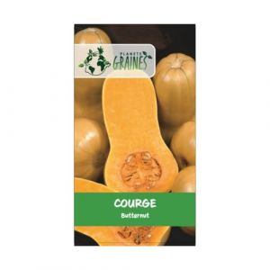 40 graines de Courge butternut - Courge cacahu&egrave;te - Doubeurre -couge musqu&eacute;e (Plan&egrave;te Graines, neuf)