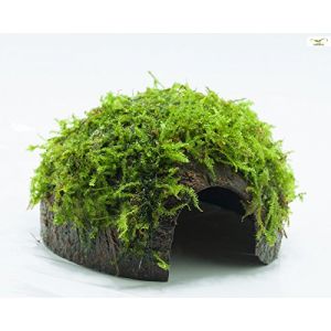 Garnelio Grotte en mousse / coquille de coco recouverte de noix de coco avec mousse d'aquarium XMAS / grotte décorative pour aquarium (GarnelioStore, neuf)