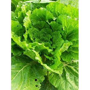 Pe-tsaï, chou chinois 'Wong Bok' (Brassica rapa subsp. pekinensis) env. 200 semences (Magic Garden Seeds, neuf)
