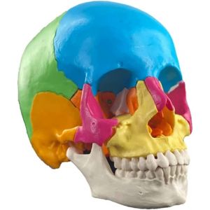 LUVADU ZCX Mod&egrave;le Anatomique de cr&acirc;ne Humain mod&egrave;le de cr&acirc;ne Humain d&eacute;tachable 22 pi&egrave;ces mod&egrave;le m&eacute;dical de cr&acirc;ne de Couleur Outils de Laboratoire (Color : 1 Pack) (XiaoErDuoTuTu, neuf)