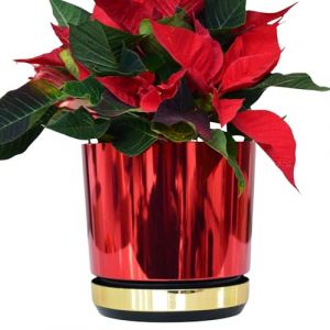 KERD Pot de No&euml;l 12 cm Rouge Or Brillant pour &Eacute;toile de No&euml;l | Cache-Pot &Eacute;cologique Duo avec Soucoupe et Drainage | D&eacute;coration Festive (KERD, neuf)
