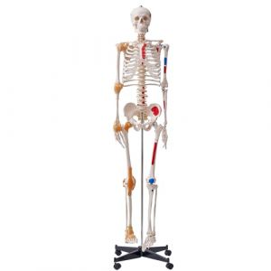 VEVOR Modèle de squelette humain pour anatomie, grandeur nature, 182 cm, modèle précis d'anatomie en PVC avec ligaments, bras mobiles, jambes et mâchoires, avec origine musculaire et points (VEVOR Direct Store FR, neuf)
