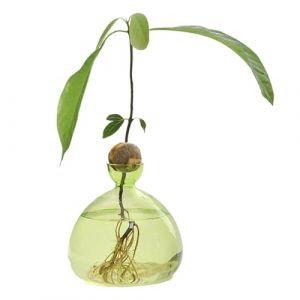d'avocat - Vase d'élevage - Avocatier - Pot de culture en verre transparent - Cadeau pour l'intérieur et l'extérieur (daksir, neuf)