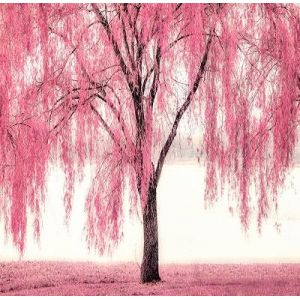 Graines de saule pleureur 20 pièces rose (MAGIC FLOWER, neuf)