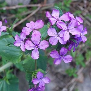 Lunaire- Monnaie du pape 200 graines (✅Abrakado✅, neuf)