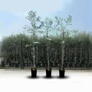 Olivier arbre olives moulin à huile - Plante fruitière sur pot 20 arbre max 150 cm - 2 ans (Euro Plants Vivai, neuf)