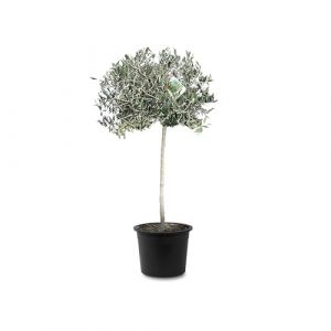 Tropictrees Olivier Naturel, Véritable Olivier Arbre avec un Tronc de 140 cm de Hauteur, 6-8 cm de Circonférence, Plante Exterieur Jardin et Arbre Fruitier pour la Décoration (Tropictrees, neuf)