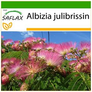 SAFLAX - Albizia - 50 graines - Avec substrat - Albizia julibrissin (SAFLAX, neuf)