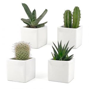 Pots décoratifs d'intérieur en céramique Blanche Brillante | Lot de 4 Pots, 6,5x6,5 cm, Idéal pour Les Cactus, Les bonsaïs, Les Fleurs | Pots d'intérieur Modernes pour la Maison, Le Bureau, la Table (Riarchi, neuf)