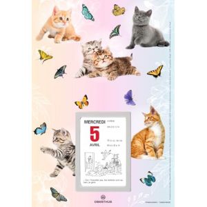 OBERTHUR - 1 Plaque NOVA - Dimension 18 x 26 cm - Avec Bloc Calendrier &agrave; Effeuiller &Eacute;ph&eacute;m&eacute;rides Humoristique - Janvier 2026 &agrave; D&eacute;cembre 2026 - Visuels Al&eacute;atoires (Papeterie Libellus, neuf)