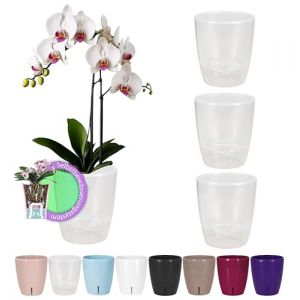 Santino ORCHIDEA Lot de 4 Pots &agrave; Orchid&eacute;e avec Syst&egrave;me de M&egrave;che et Indicateur de Niveau d'eau (Diam&egrave;tre: 15 cm, 2 L, Transparent) (Gartenlux, neuf)