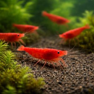 Neocaridina davidi Sakura Rouge &ndash; Lot de 10 crevettes d&rsquo;Aquarium vivantes &ndash; Couleur Rouge Intense &ndash; Nano-Aquarium & bacs plant&eacute;s &ndash; &Eacute;levage fran&ccedil;ais NeoTropic (EARL NeoTropic, neuf)