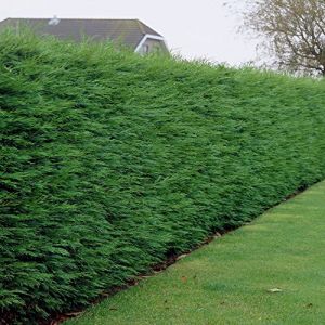 Leylandii vert (cyprès de Leyland) - Arbres à croissance rapide pour la confidentialité, écrans persistants, faible entretien et résistants à la sécheresse. (Gardener's Dream Ltd, neuf)