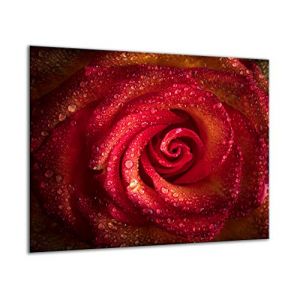 TMK - Plaque de protection en verre - 60 x 52 cm - Pour cuisinière électrique - Protection contre les éclaboussures - Plaque en verre - Décoration - Planche à découper - Rose (TMK ArtDeko, neuf)