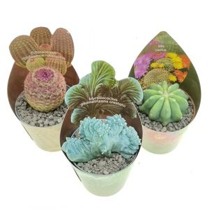 Lot de 3 plantes succulentes réelles en pots diam. 6,5 cm – Cactus mix (GIROMAGI Cactus & Succulents, neuf)
