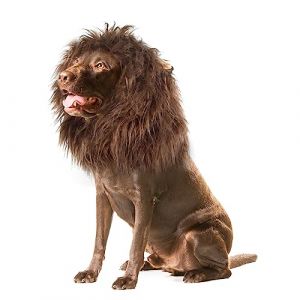 Onmygogo Lion Crini&egrave;re pour Chiens - Perruque en Fourrure pour Halloween et No&euml;l - Accessoire pour v&ecirc;tements pour Animaux de Compagnie (Medium, Marron fonc&eacute;) (lanruiyan1649, neuf)