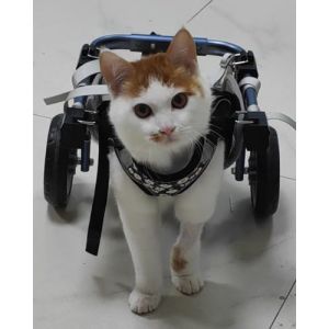 Chariot Chien Handicapé Fauteuil Roulant à Deux Roues pour Chat, Pattes Arrières, Orthèse D'assistance Réglable pour Chien en Cas de Paralysie, Poussette de Récupération pour Animaux, Déambulateur(XS) (telaikairui, neuf)