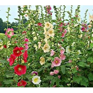 20 Graines semence rose tremiere coloris m&eacute;lang&eacute; rouge, blanc, rose potager/semences/fleurs graines certifi&eacute;s (✅Abrakado✅, neuf)