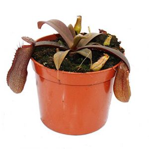 Exotenherz - Plante carnivore &agrave; feuilles rouges - Nepenthes - 9 cm (Exotenherz, neuf)
