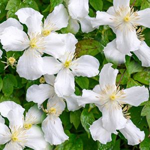 GardenersDream Clématite Grandiflora - Plante Grimpante à Grandes Fleurs Résistante au Froid - Clématite Vivace Persistante - Plante Extérieur Jardin Blanche (Gardener's Dream Ltd, neuf)