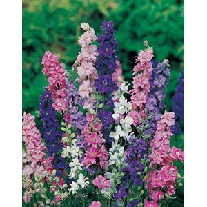 Portal Cool 1000 Graines de Pied-d'alouette géant Bleu/Blanc / Rose/Fleur Delphinium (Planète Graines, neuf)
