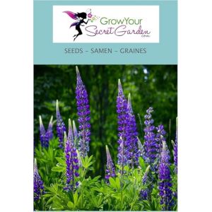 Lupin Le Gentilhomme (The Governor) bleu 20 Graines, vivace (AMB Trading, neuf)