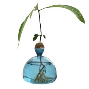 d'avocat Vase d'&eacute;levage d'avocat Pot de culture en verre transparent Avocat Vase de culture Cadeau pour l'int&eacute;rieur et l'ext&eacute;rieur (daksir, neuf)