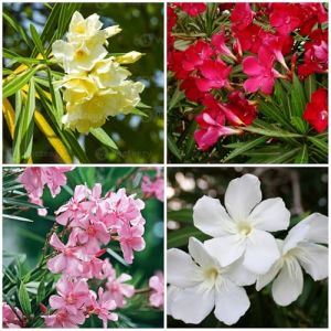 Graines de fleurs de laurier-rose 100pcs mélangées (Zephar Ltd, neuf)
