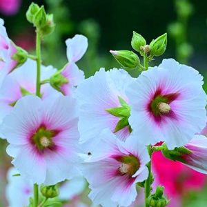 100 Pieces Les Graines De Rose Trémière Cultivent Vos Propres Graines De Fleurs Sauvages Vivaces Faciles à Entretenir Pour La Décoration Du Balcon Du Jardin (✅Abrakado✅, neuf)