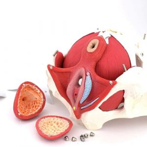 HJNFL Modèle Naturel Bassin Féminin Anatomique Médical Taille Réelle avec des Organes Amovibles, modèle de Bassin féminin, Maquette Anatomique (XujìyǔQW., neuf)