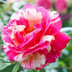 Plante des Rose Rouge (1 plante parfumée), grandes vivaces rustiques, plantes de Hollande pour le jardin et le pot (pas de graines, bulbes et non artificielles) (DUTCH-BULBS-COM EXCLUSIVE PLANTS FROM HOLLAND, neuf)