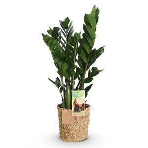 Green boutiQ - Plantes d'int&eacute;rieur - Zamioculcas - Plante ZZ - Peu d'entretien - avec panier - Vert - 1 Plante - Pot 17cm - Hauteur 65-75cm (Green boutiQ, neuf)