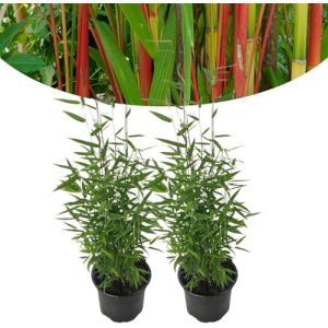 Happy Plants Bambou Fargesia R&eacute;sistant Hiver 40 cm Diam&egrave;tre 14 cm 2 Pi&egrave;ces (PlantatHome, neuf)